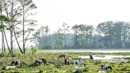 Chincoteague otelleri