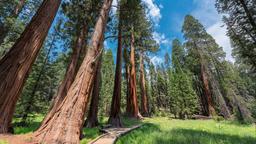 Sequoia Milli Parkı kiralık tatil evleri