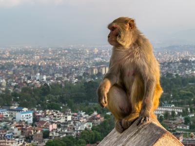 Nepal E Uygun Fiyatli Ucuslar Kayak