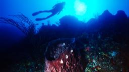 Bimini otelleri