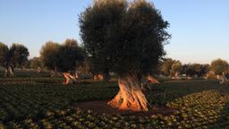 Fasano otelleri