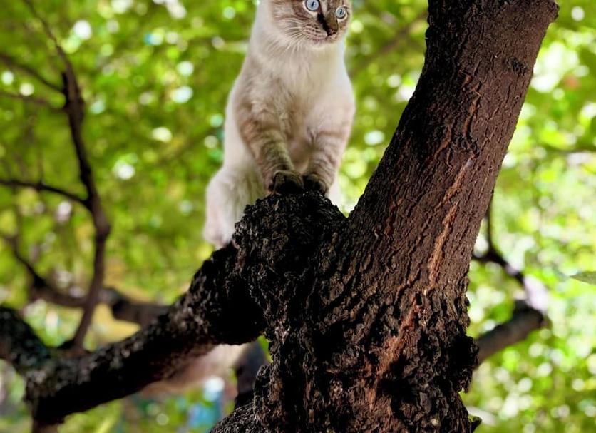 Diğer Fotoğraf