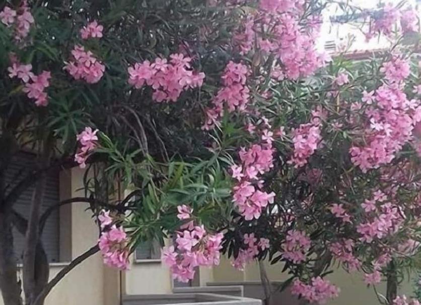 Dış görünüm Fotoğraf